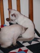 kittens - 071307 24